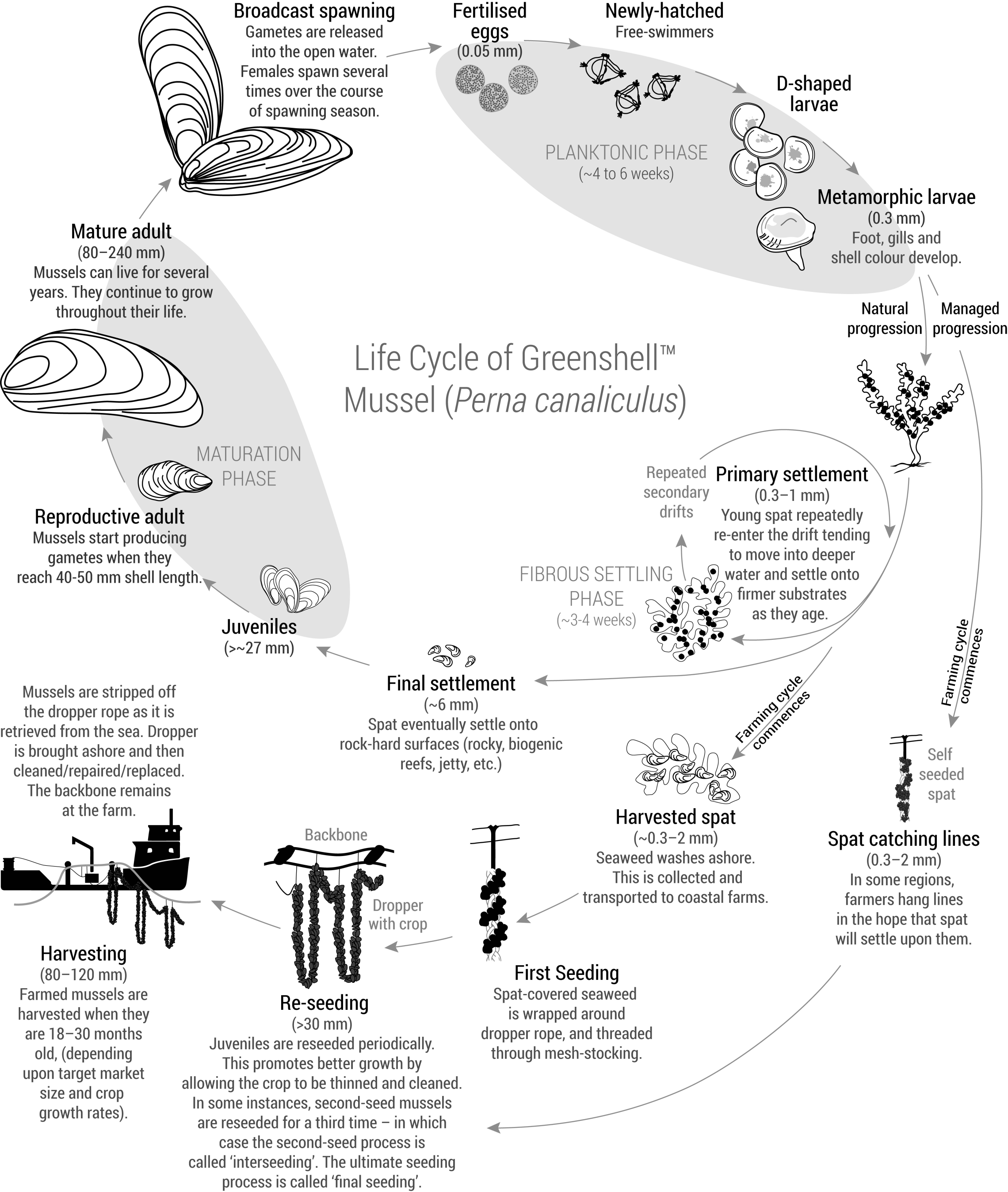Mussel life cycle NIWA